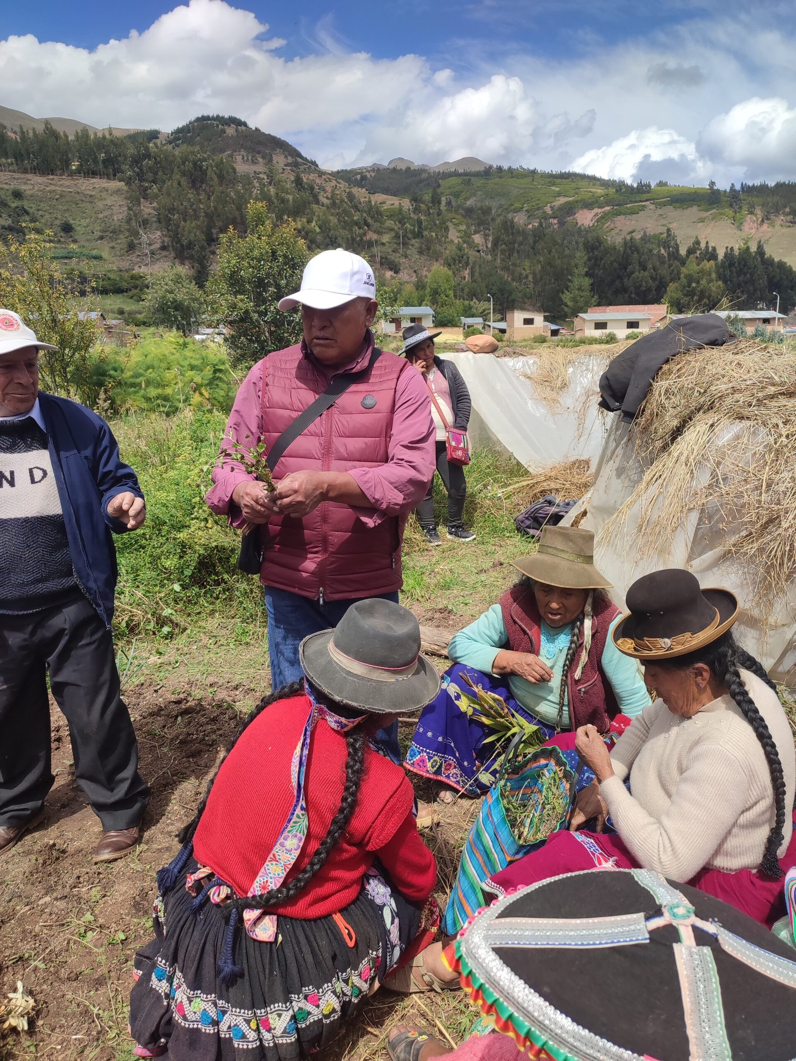 Plantas medicinales creciendo en un huerto del sur andino