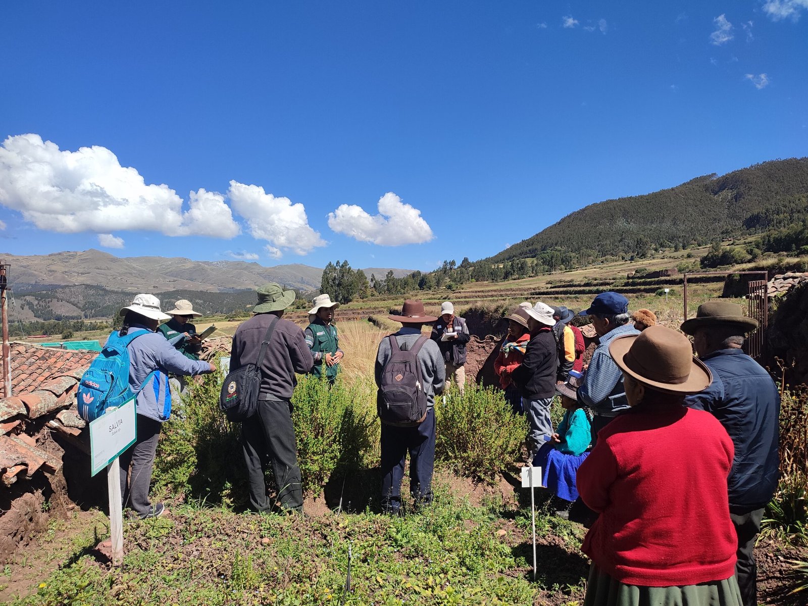 Recorrido por un huerto de plantas medicinales en Pomacanchi