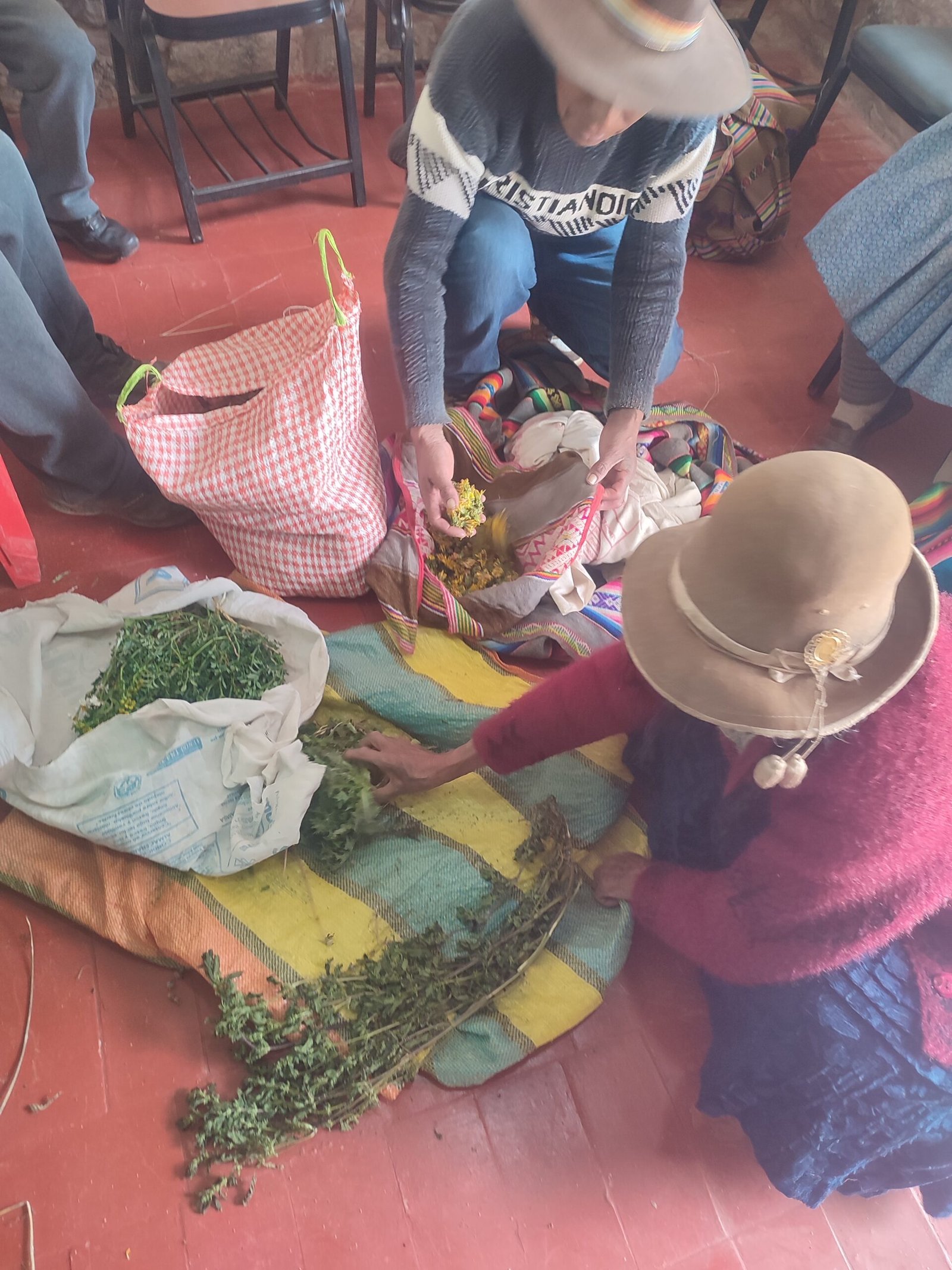 Recolección de flores para tintura en Tungasuca