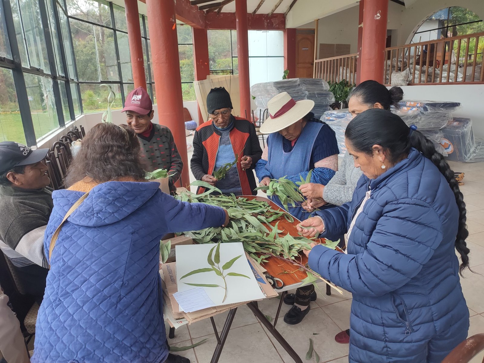 Montaje de plantas medicinales sobre láminas de herbario en Urcos