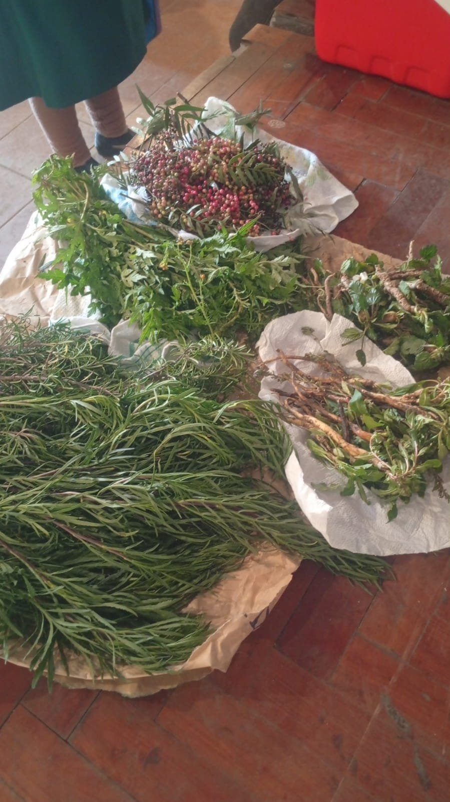 Selección y secado de plantas medicinales sobre telas