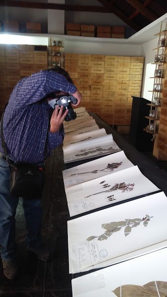 Registro fotográfico de una lámina del herbario sobre la mesa de trabajo