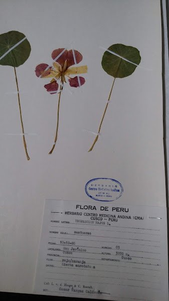 Lámina del herbario del CMA con tres ejemplares montados y su etiqueta de determinación Flora de Perú