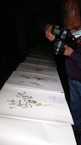 Láminas del herbario dispuestas para su registro fotográfico