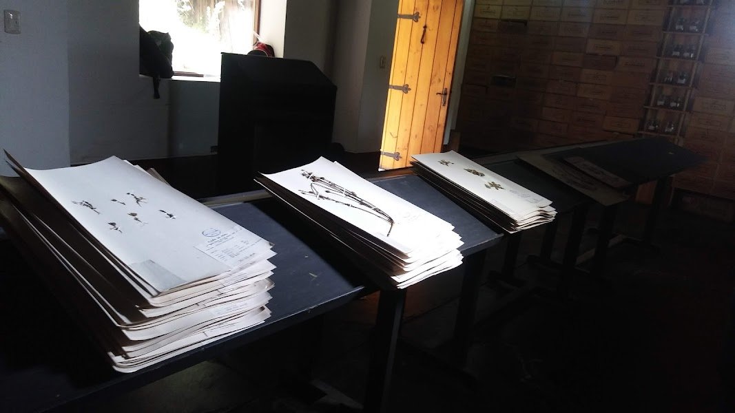 Conjunto de láminas del herbario del CMA apiladas sobre las mesas de trabajo