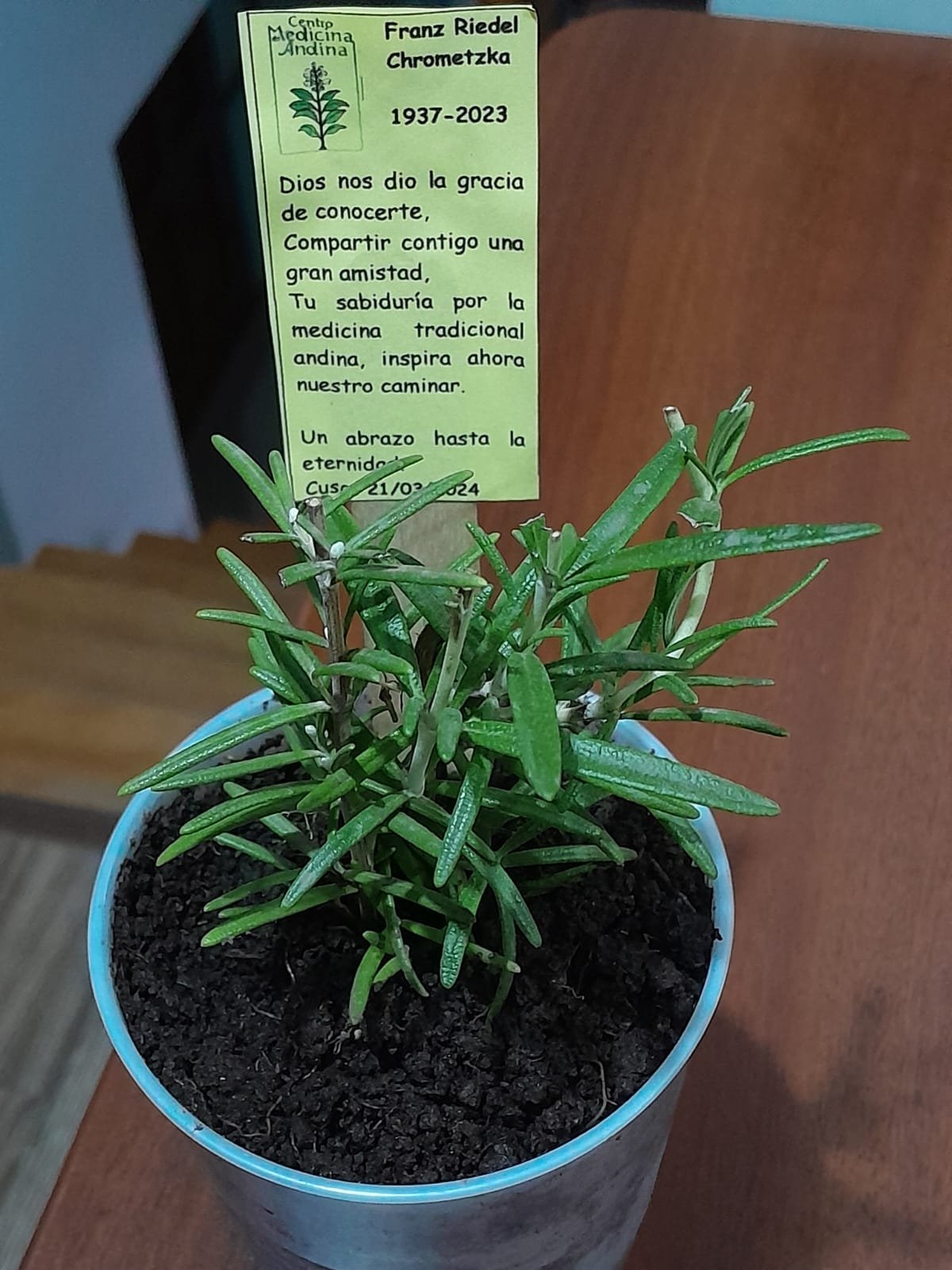 Planta de romero con la placa conmemorativa dedicada a Franz Riedel Chrometzka, 1937-2023